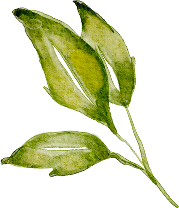 Green watercolor leaf floral drawing